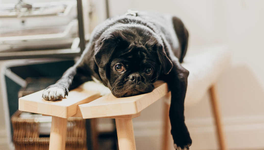 A black dog is lying on a wooden chair.